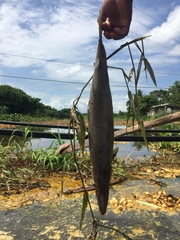 Atractosteus tropicus