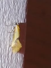 Batia lunaris
