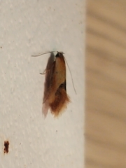 Batia lunaris