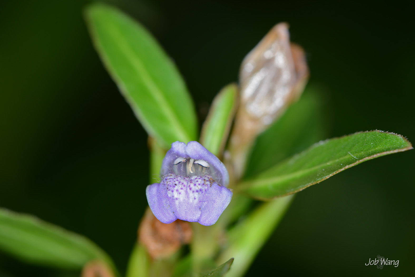 Hygrophila ringens