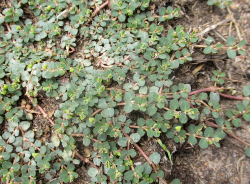 Foto de Quebra-pedras, quebra-pedras-roxo, erva-pombinha, saxifraga, burra-leiteira, erva-de-santa-luzia, caá-cambui.