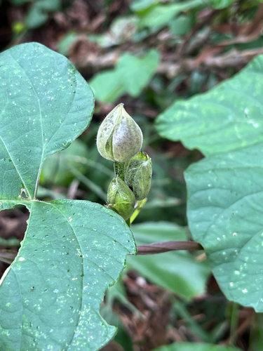 Foto de Batata-de-purga
