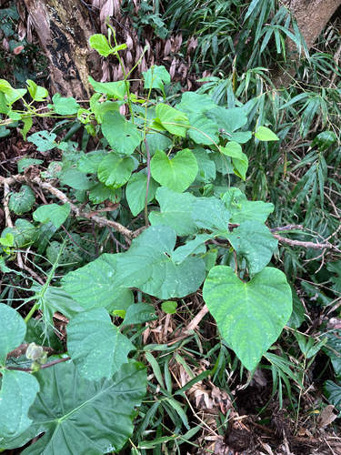 Foto de Batata-de-purga