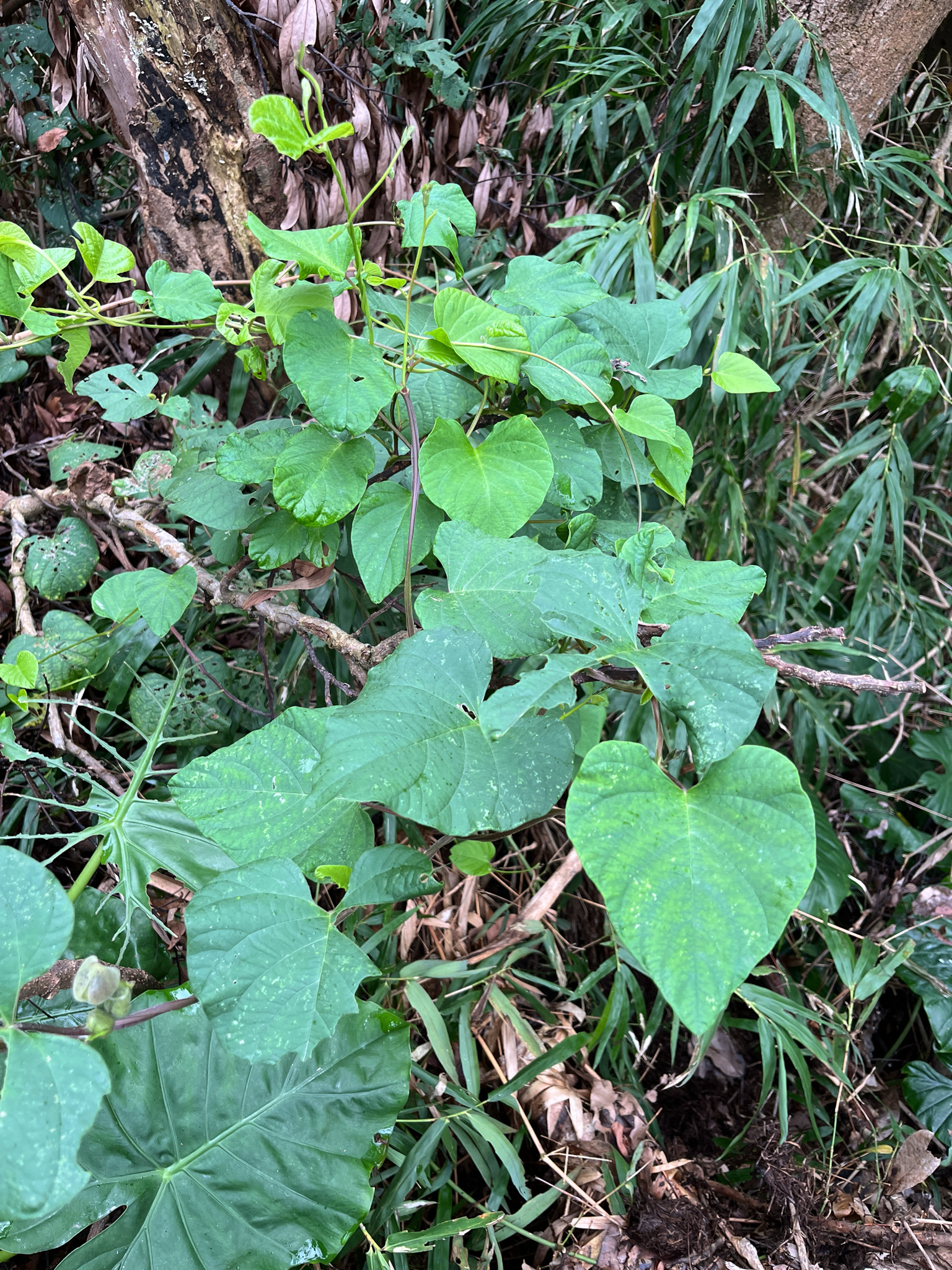 Imagem de Batata-de-purga