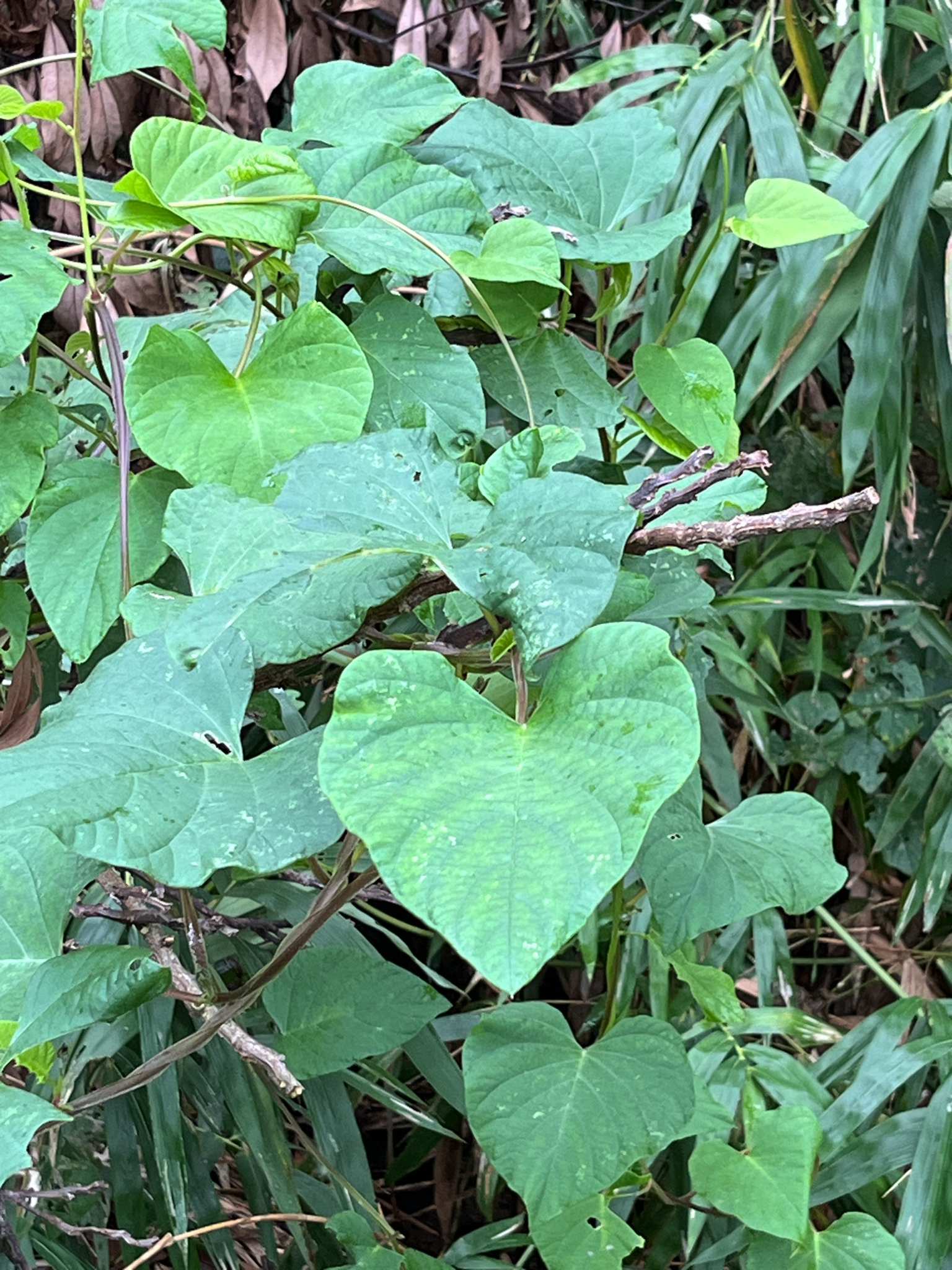Imagem de Batata-de-purga