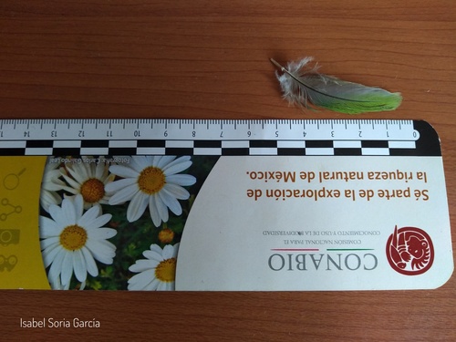 Plume de Conure veuve