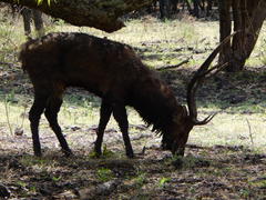 Rusa timorensis
