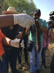 Ophisternon aenigmaticum