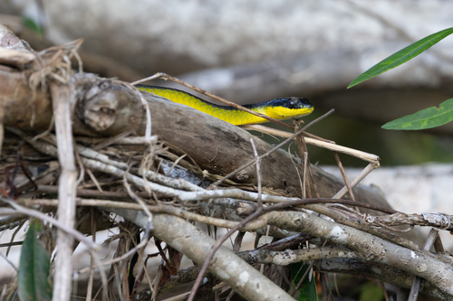 Common Tree Snake sighting