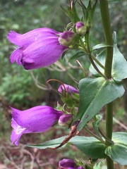 Penstemon campanulatus