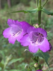 Penstemon campanulatus