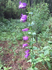 Penstemon campanulatus