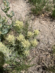 Castilleja nana
