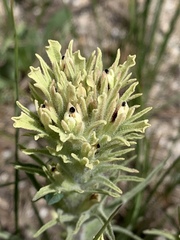 Castilleja nana