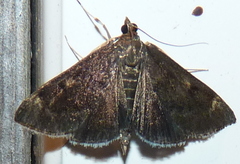 Pyrausta niveicilialis