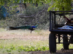 Pavo muticus