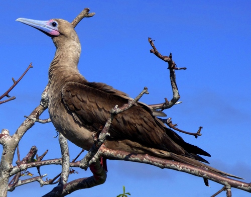 Red-footed Booby
