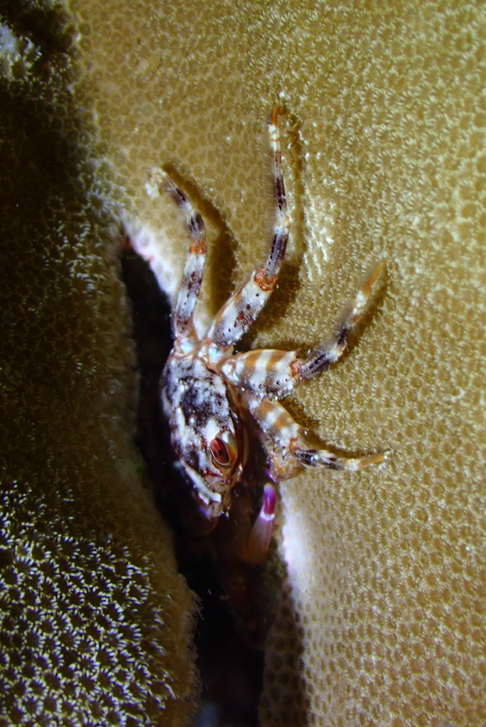 Green Flat Rock Crab