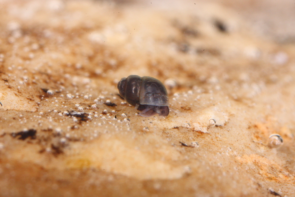Belgrandiella parreyssii