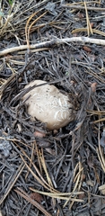 Handkea fumosa