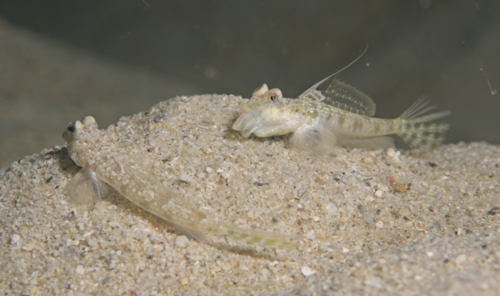 Bluespotted dragonet (Callionymus pleurostictus) — Callionymidae — 4