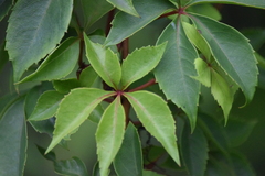 Parthenocissus quinquefolia image