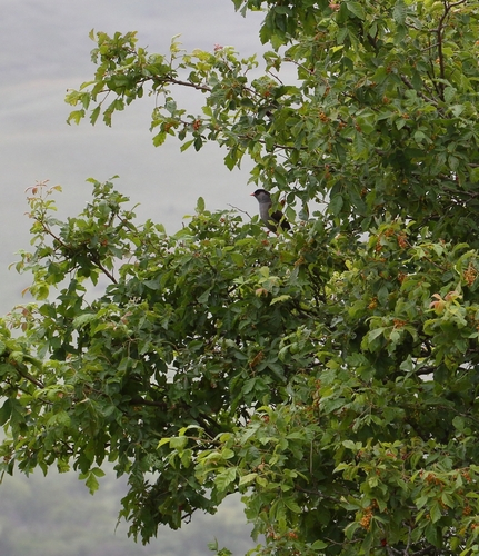 Bush Blackcap (Sylvia nigricapillus), photo 6
