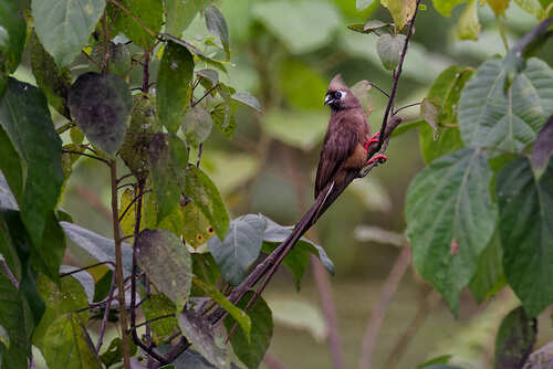 Speckled Mousebird