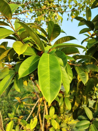 Brown-Woolly Fig (Ficus drupacea)