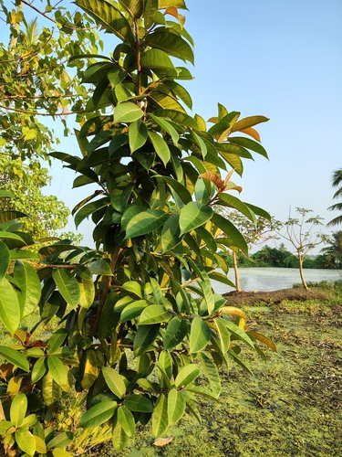 Ficus drupacea, photograph 4