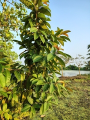 Ficus drupacea, photograph (c) renjus box, some rights reserved (CC BY)