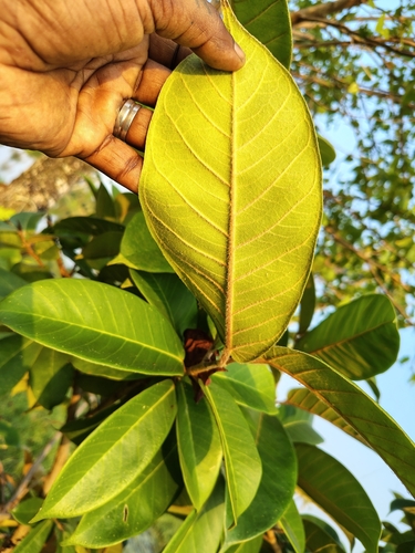 Ficus drupacea, photograph 5