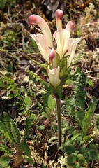 Pedicularis capitata