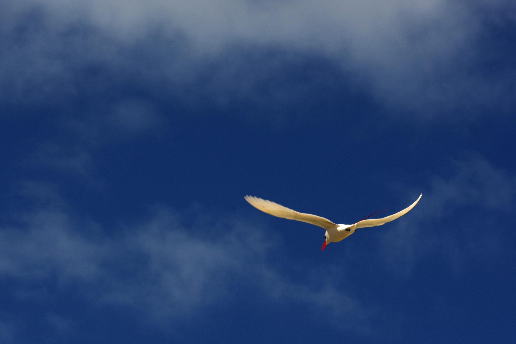 Red-tailed Tropicbird