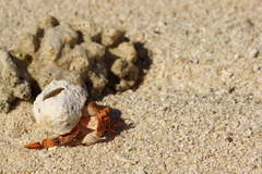 Coenobita perlatus