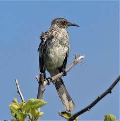 Mimus parvulus bauri