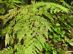 Microlepia