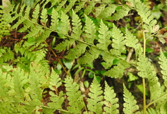 Microlepia