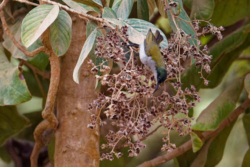 Green-headed Sunbird