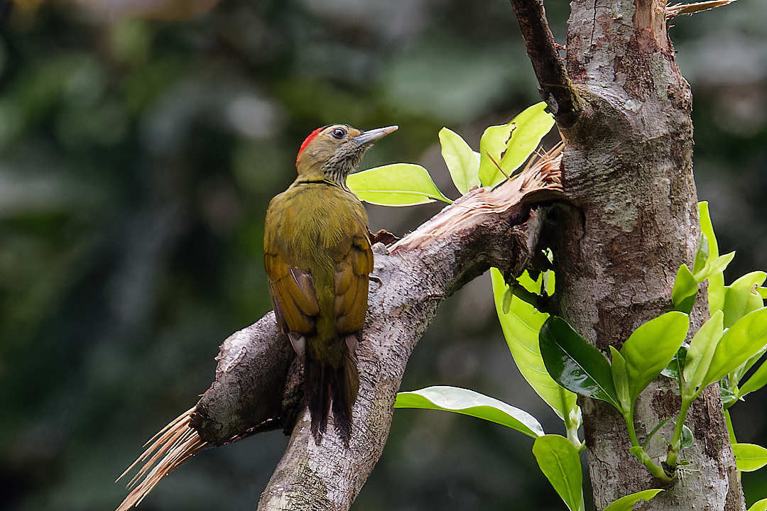 Elliot's Woodpecker (Dendropicos elliotii), photo 1