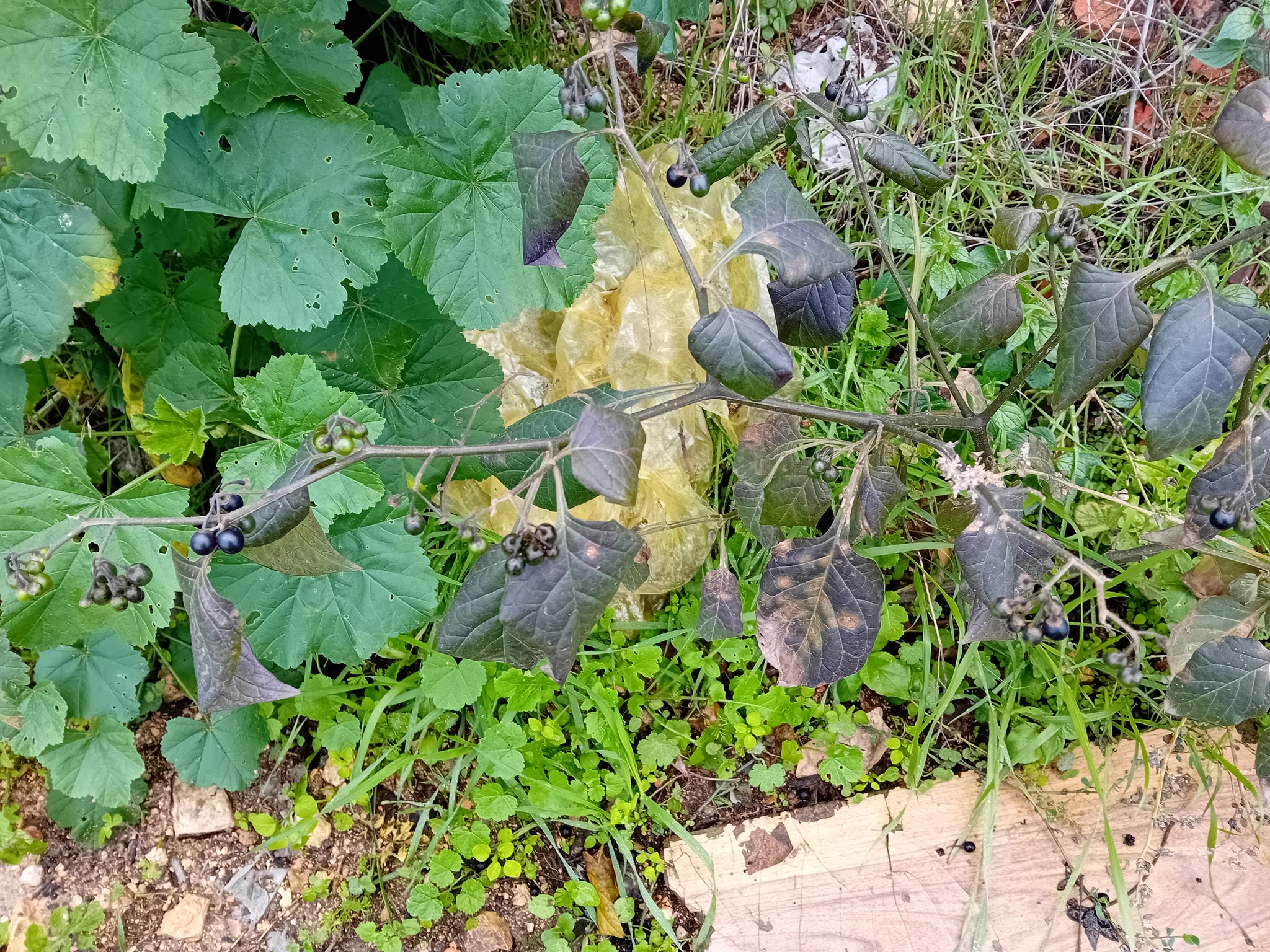 Imagem de Pimenta-de-galinha