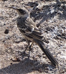 Mimus parvulus bauri