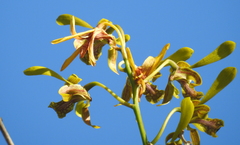 Dendrobium calophyllum