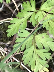 Conioselinum
