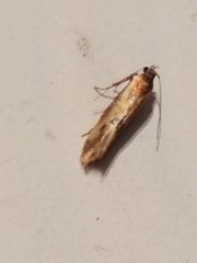 Batia lunaris