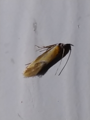 Batia lunaris