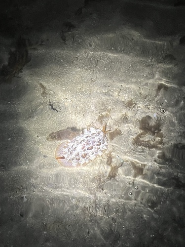 Pleurobranchus observed 2025-01-02
