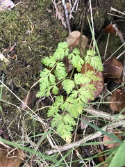 Conioselinum