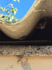 Phidippus johnsoni
