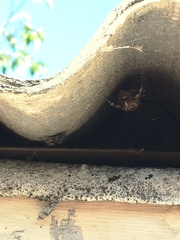 Phidippus johnsoni